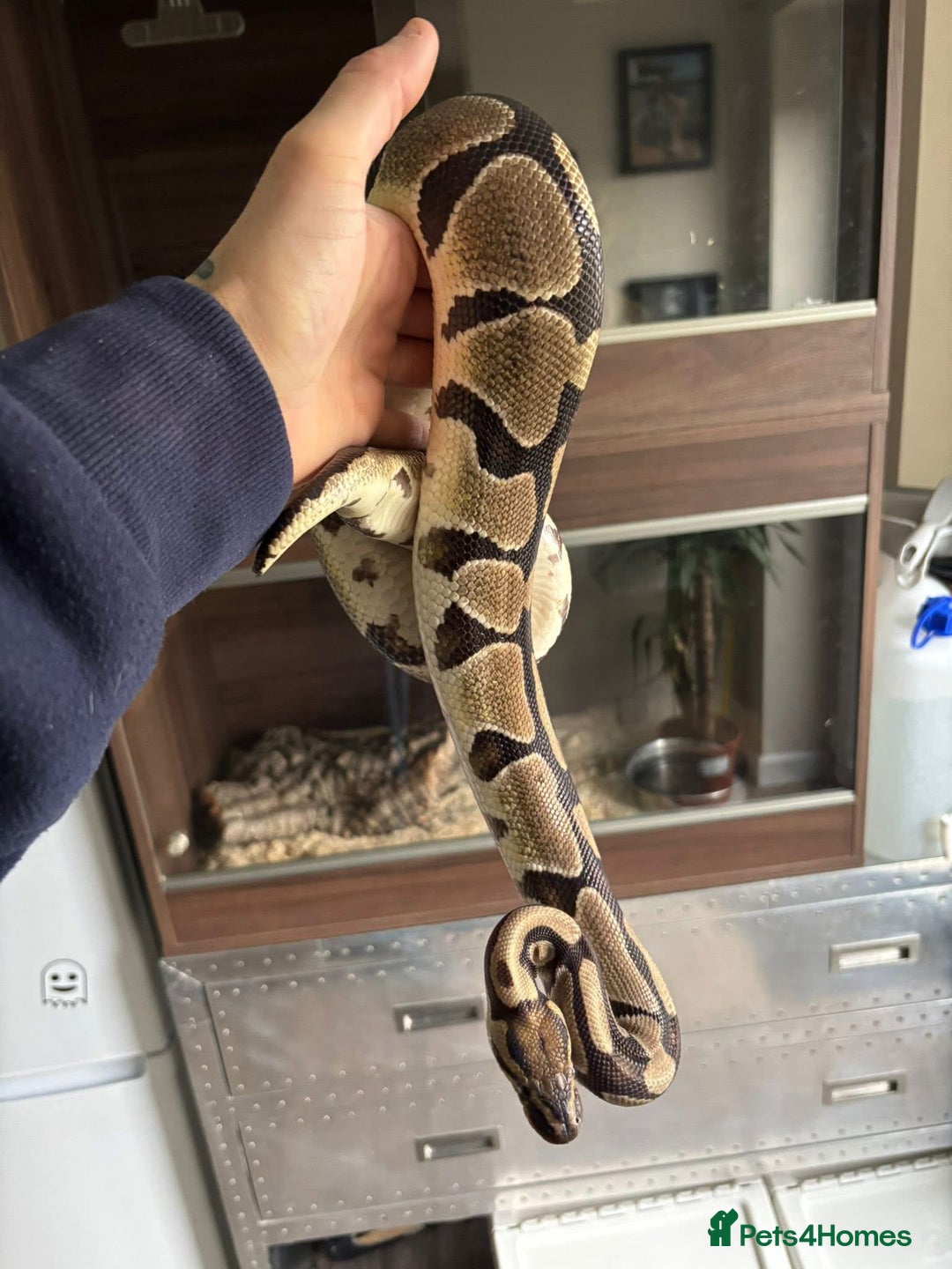 Python Snake reptiles for sale: Free to a good loving home  - Advert 6