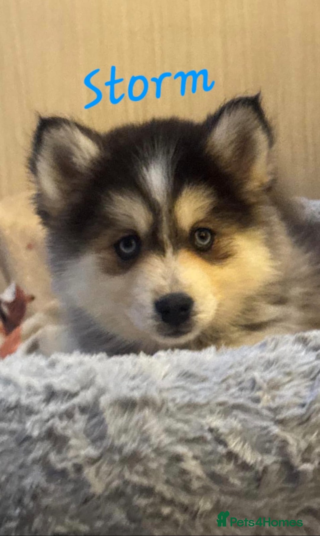 Pomsky dogs for sale: 3 Boys leftStunning Blue eyed F4 Pomsky pups - Advert 4