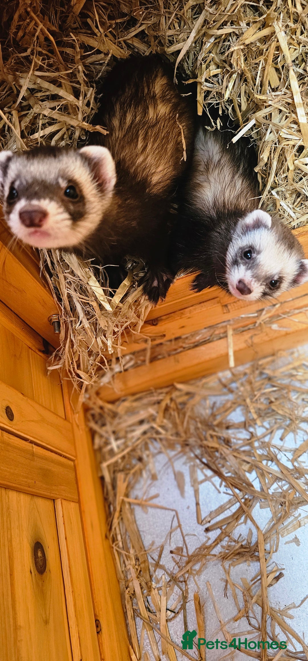 Cinnamon Ferret Kits Ferrets For Sale Animal Miniature Ferrets For Sale  Ferret Kits Ferrets For Sale, image size:1080x2313