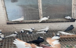 Pigeons birds for sale: Togi breeding pair - Image 5
