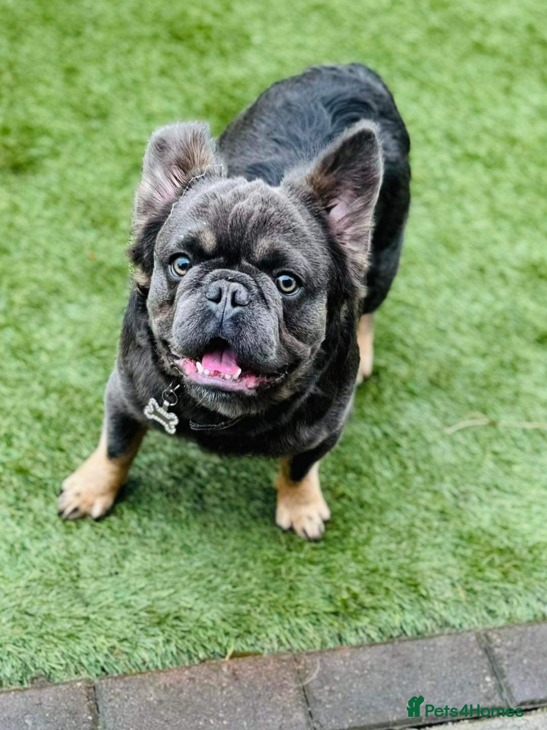 French Bulldog dogs for sale: Fluffy french bulldog - Image 4