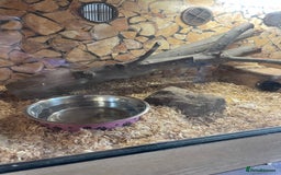 Python Snake reptiles for sale: Python for sale with tank - Image 2