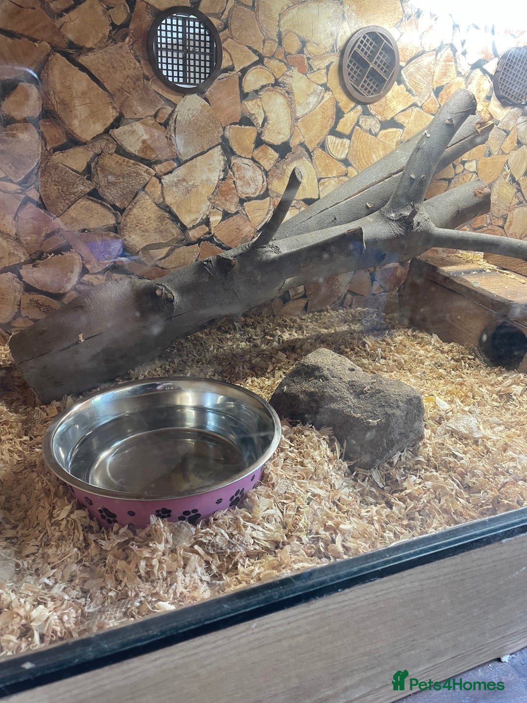Python Snake reptiles for sale: Python for sale with tank - Image 2
