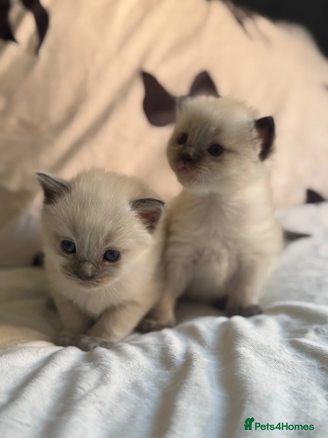 Ragdoll cats for sale: Polar and bear are available for reservation  in Sheffield - Advert 16