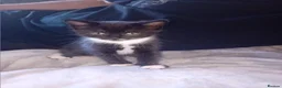 Mixed Breed cats for sale: Beautiful kittens - Advert 2