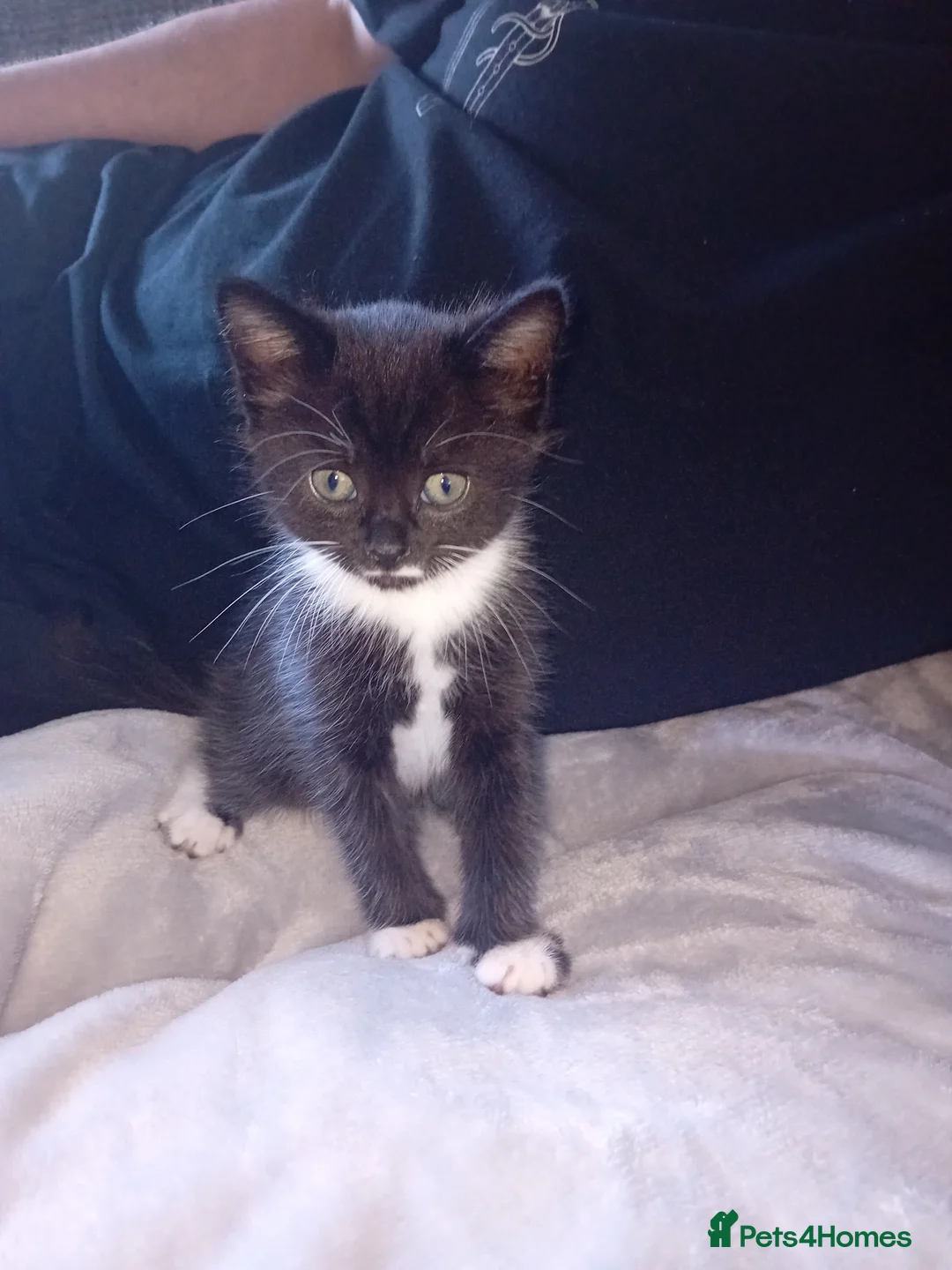 Mixed Breed cats for sale: Beautiful kittens - Advert 2