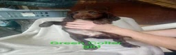 Sprocker dogs for sale: Sprocker puppies  - Advert 8