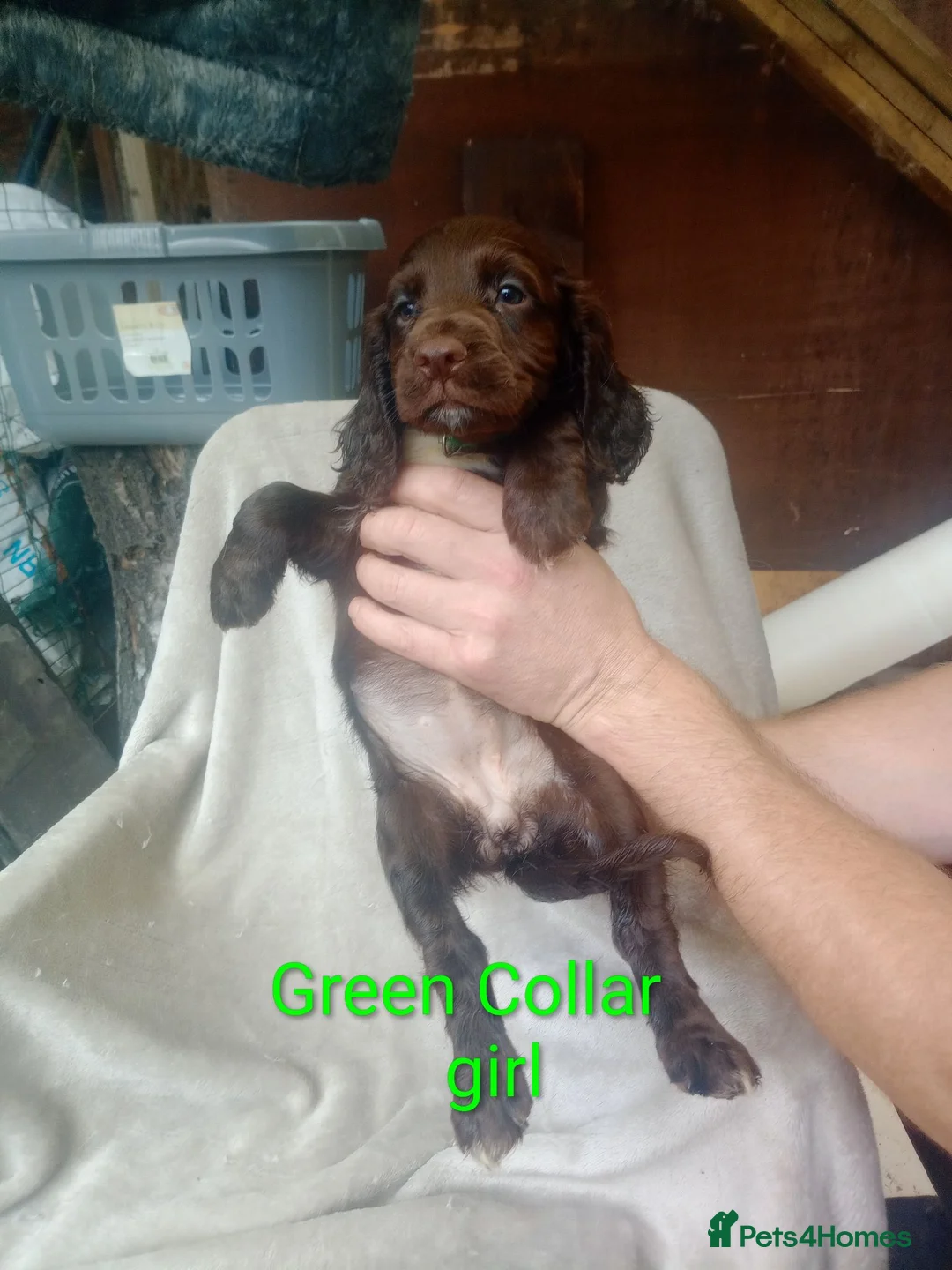 Sprocker dogs for sale: Sprocker puppies  - Advert 8
