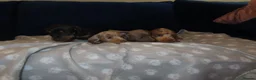Miniature Dachshund dogs for sale: 4 boy’s beautiful miniature dachshund puppies  - Advert 12