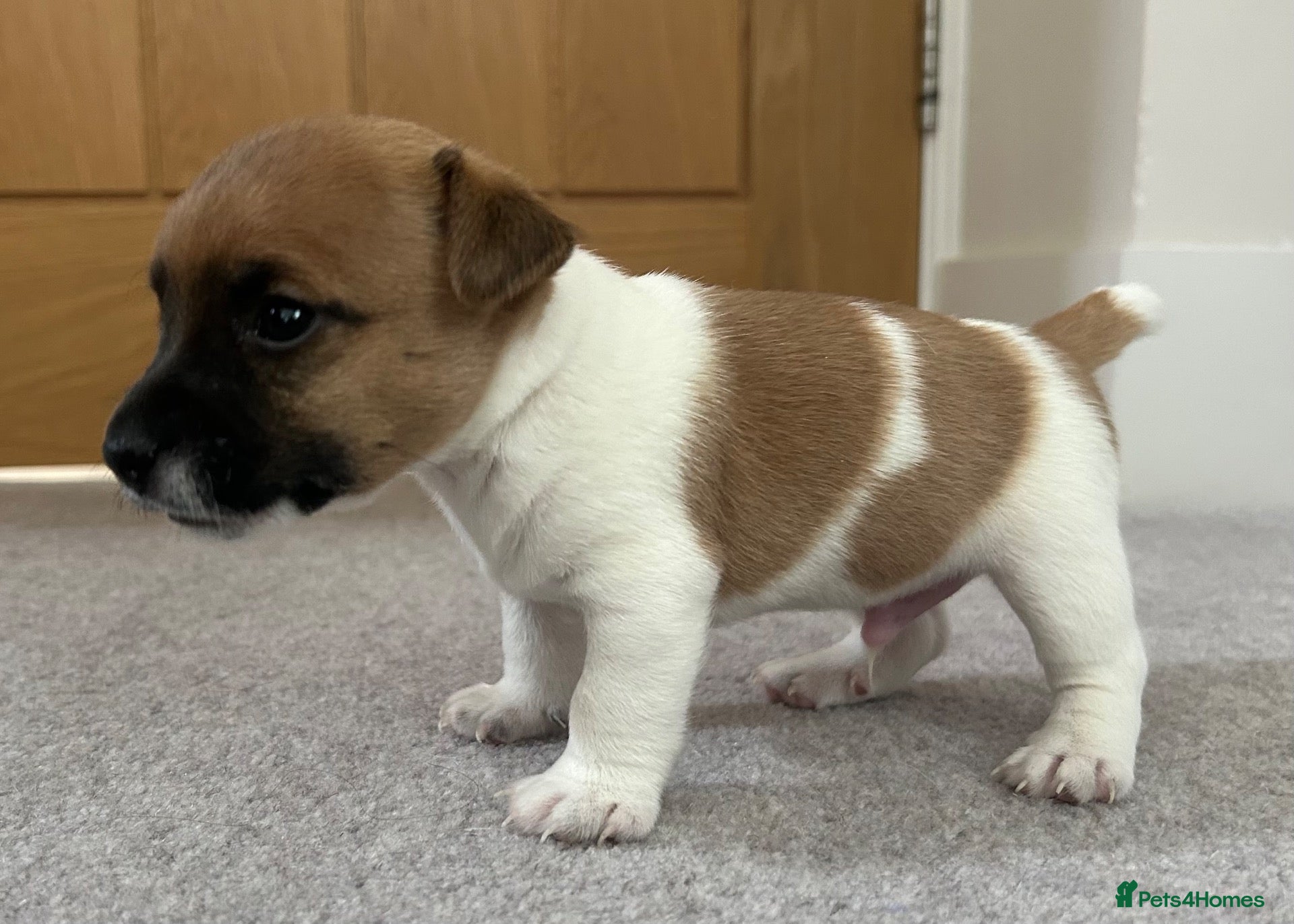 Jack Russell dogs Jack Russell Puppies - Advert 1