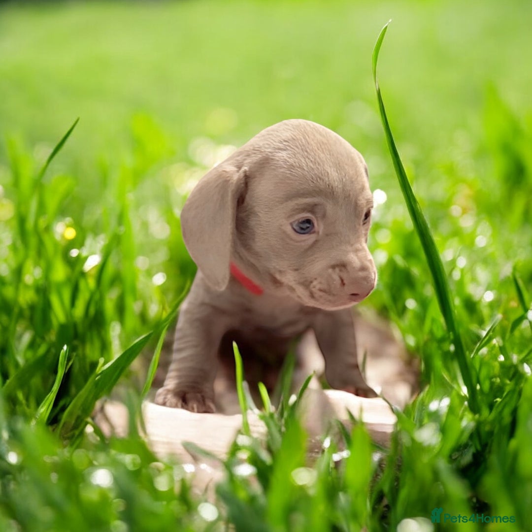 Miniature Dachshund dogs for sale: Stunning Isabella mini reg 5* health cert ready - Image 7