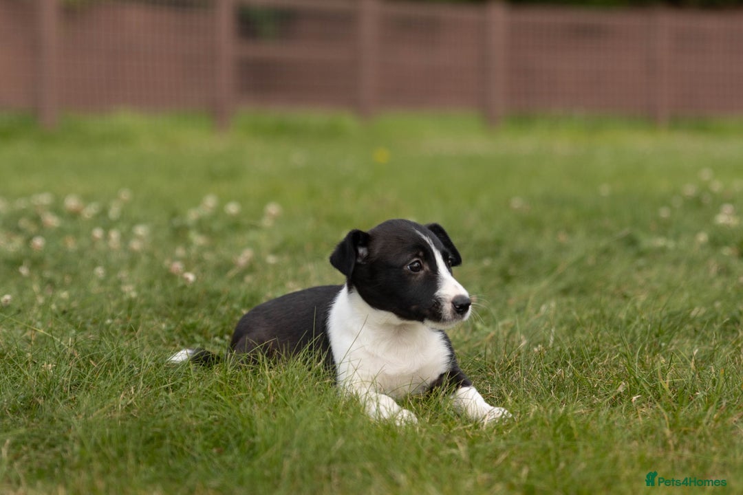 Mixed Breed dogs for sale: 🐾 Jack Russell x Border Collie Puppies  - Image 31