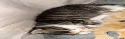 Mixed Breed cats for sale: Beautiful bengal / mixed breed kittens  in Harlow - Advert 9