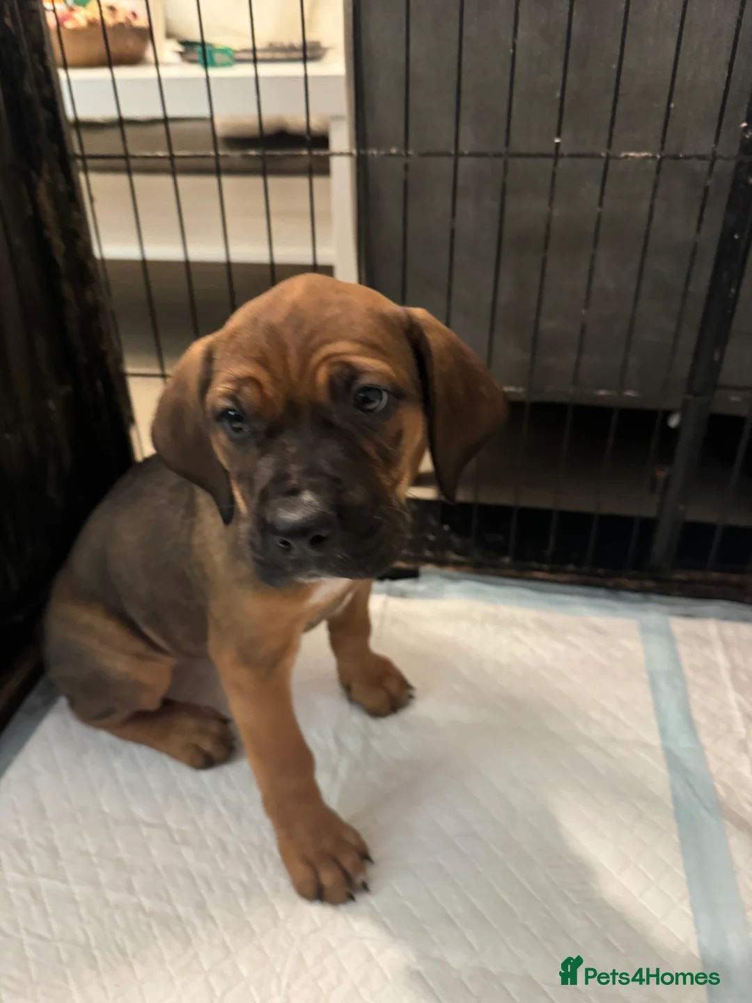 Cane Corso dogs for sale: Ready to go Thursday 2boys 1girl cane Corso pups - Advert 4