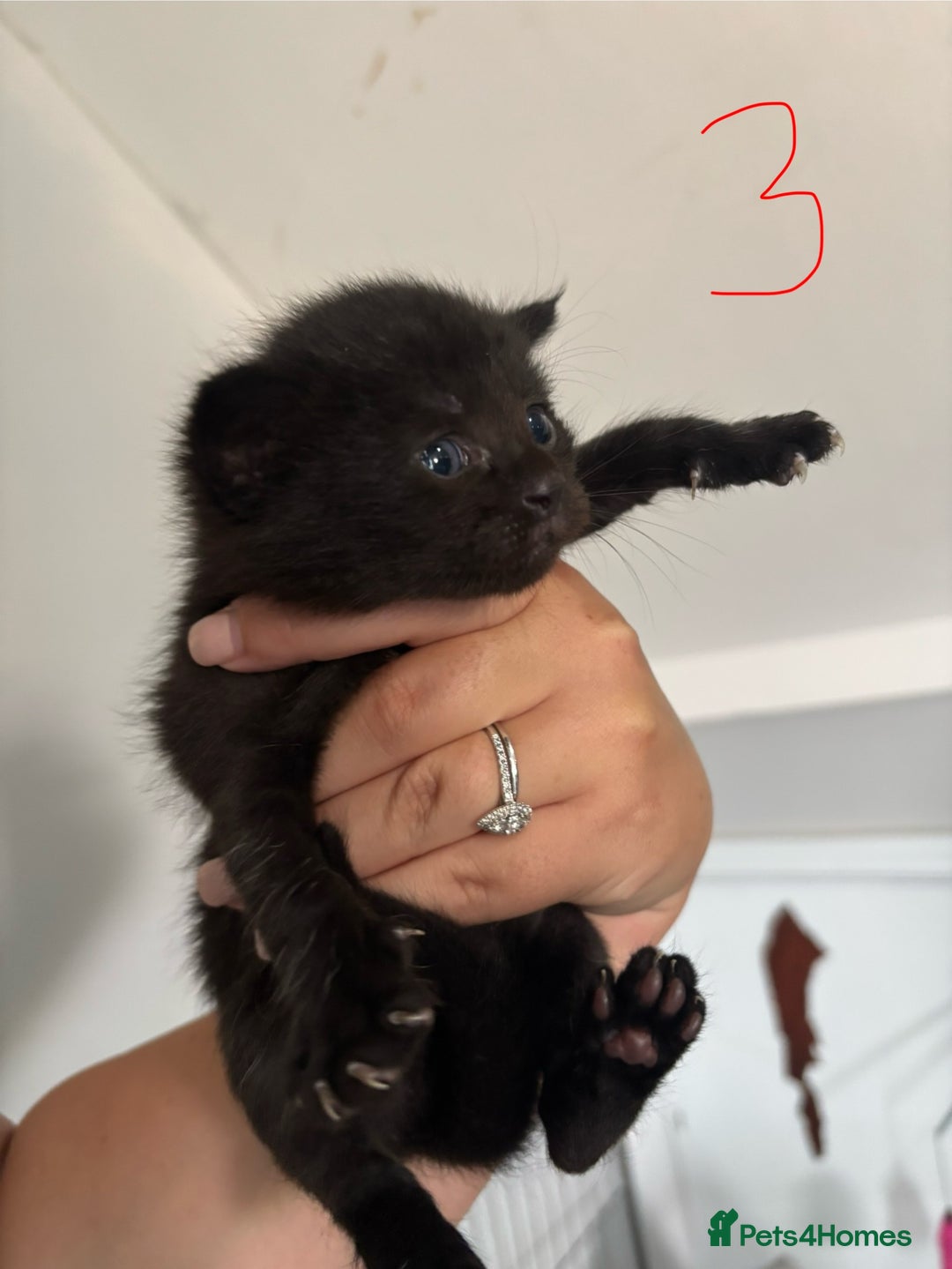 Ragcoon cats for sale: Ragcoon kittens  - Image 4