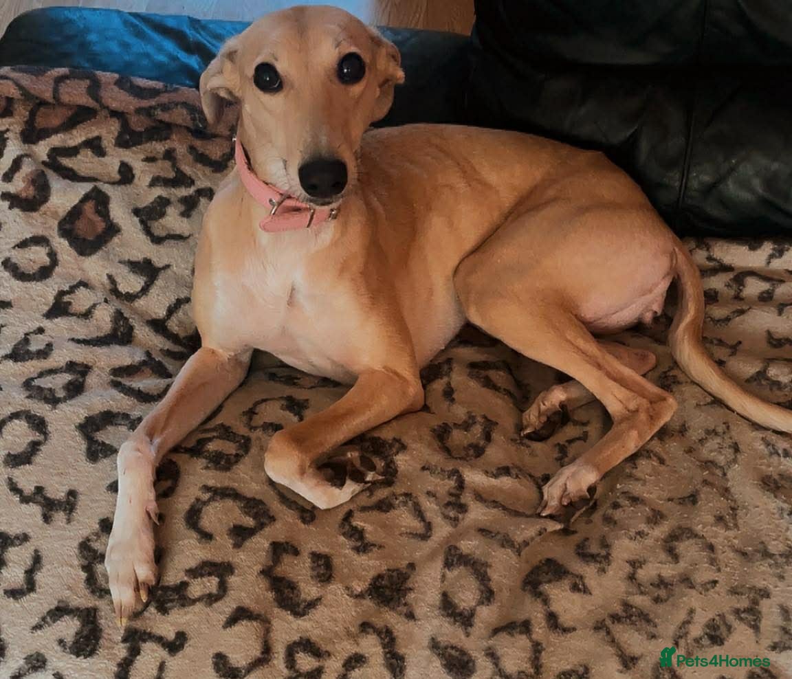 Mixed Breed dogs Whippet x saluki  in Lincoln - Advert 1