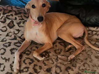 Mixed Breed dogs Whippet x saluki in Lincoln - Advert 1