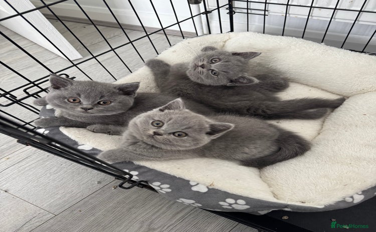 British Shorthair cats - Advert 11