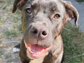 Mixed Breed dogs Trained Bullmastiff Staffy Female - Advert 7