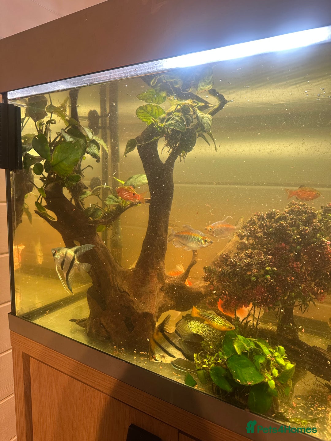 Fancy Goldfish fish for sale: Full fish tank set up - Advert 10