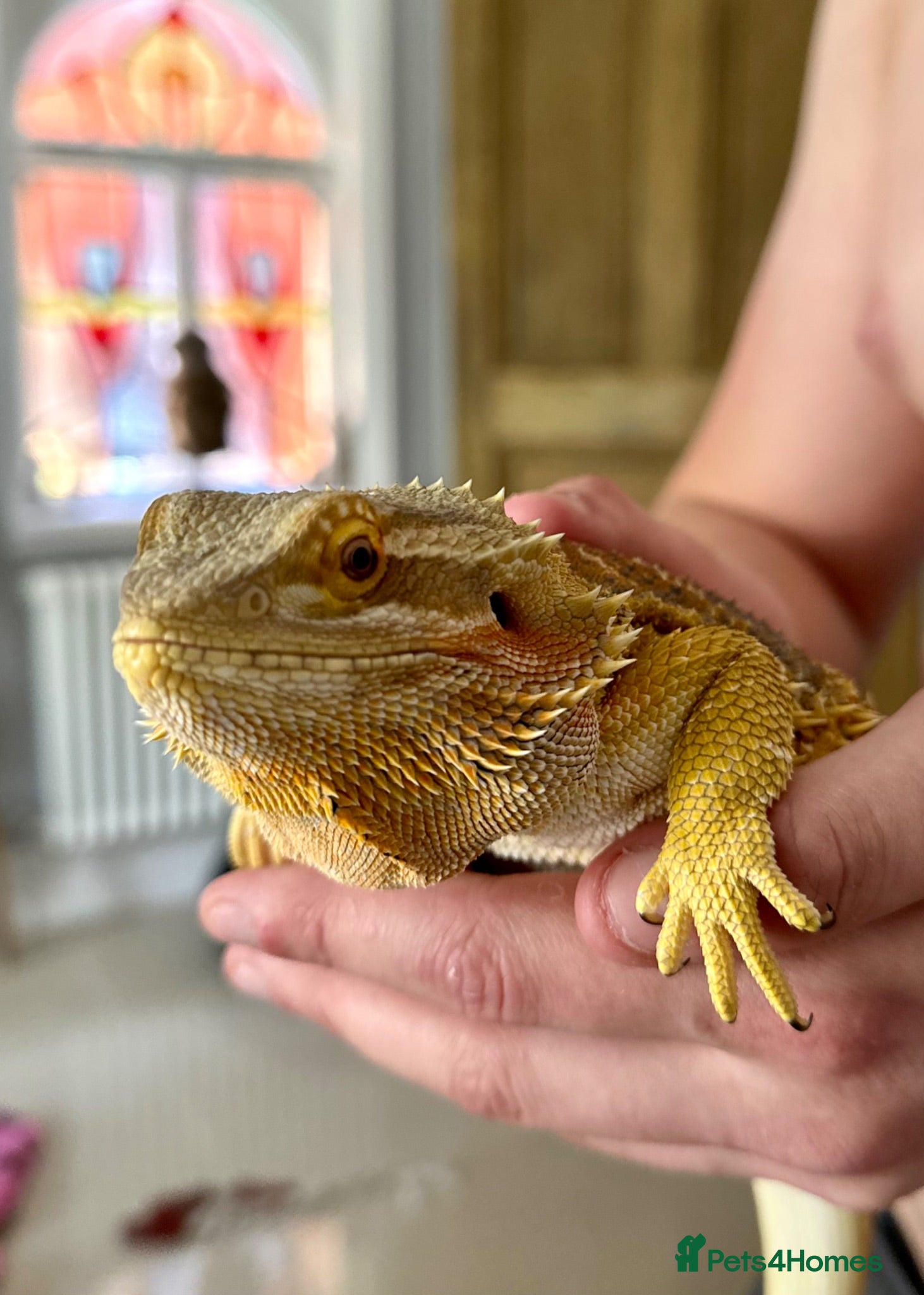Bearded Dragon reptiles Beautiful female bearded dragon - Advert 13