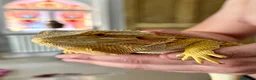 Bearded Dragon reptiles for sale: Beautiful female bearded dragon - Advert 1