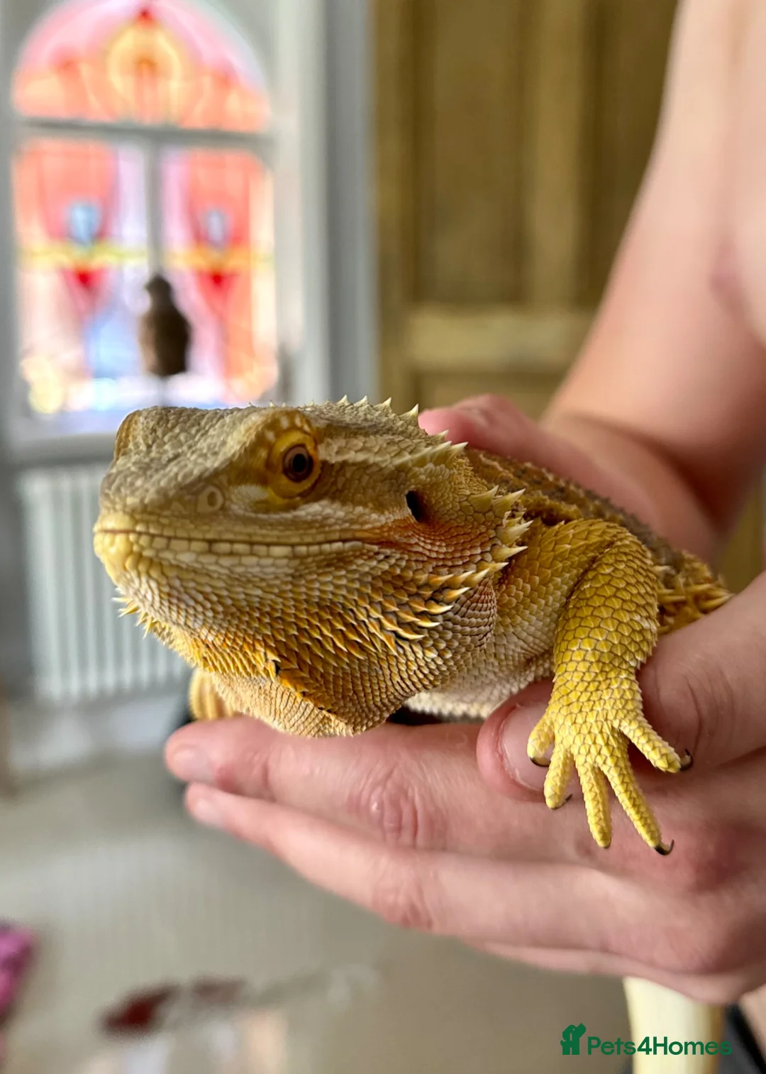 Bearded Dragon reptiles for sale: Beautiful female bearded dragon - Advert 1
