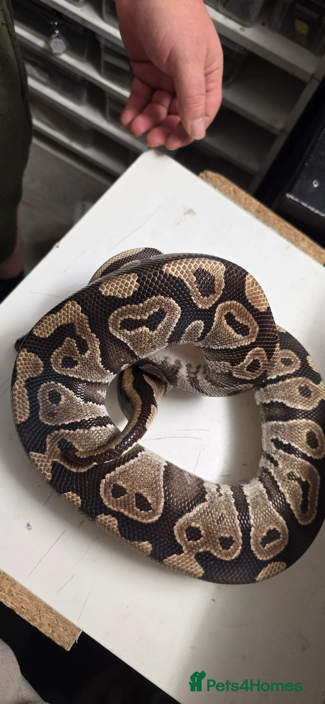 Python Snake reptiles for sale: Various Ball Pythons in Wellingborough - Advert 13