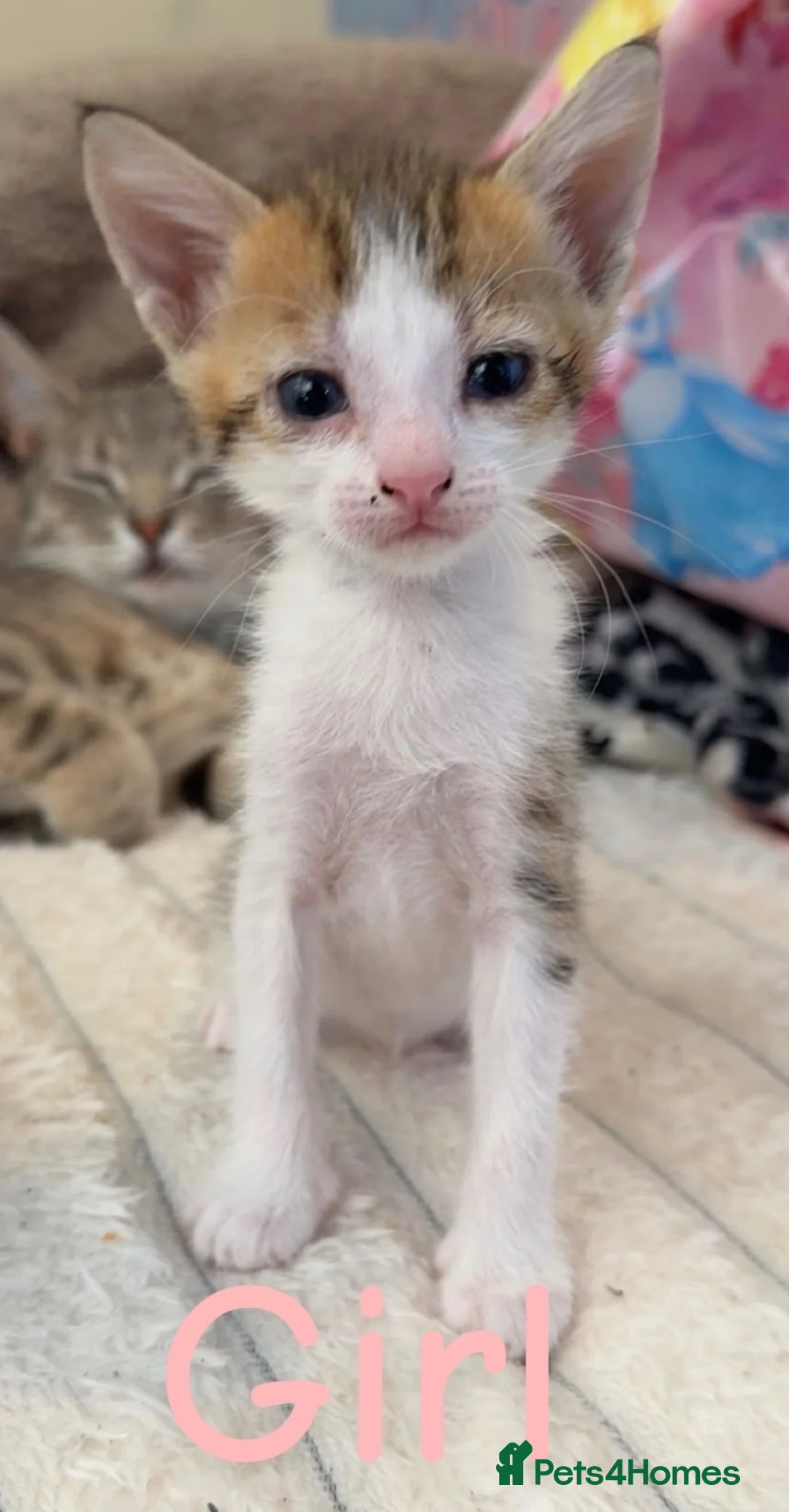 Mixed Breed cats for sale: 2 beautiful female left - Advert 3