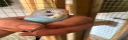 Budgerigars birds for sale: Baby budgies handled by hand  - Advert 2
