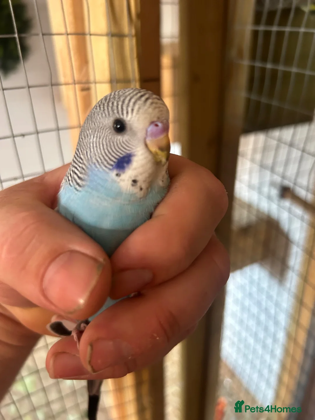 Budgerigars birds for sale: Baby budgies handled by hand  - Advert 2