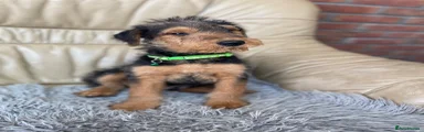 Airedale Terrier 1