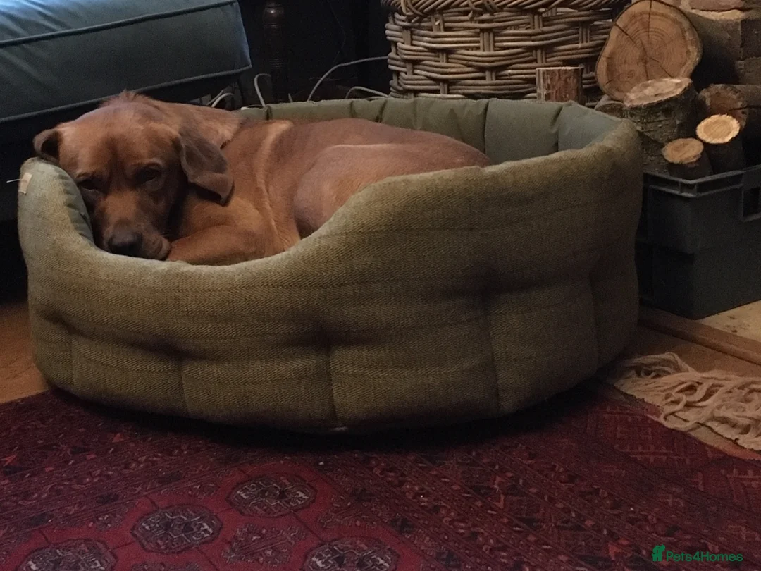 Labrador Retriever dogs for stud: Fox Red Labrador for Stud in Ashford - Advert 7