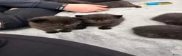 Mixed Breed cats for sale: 5 chocolate brown kittens  - Advert 10