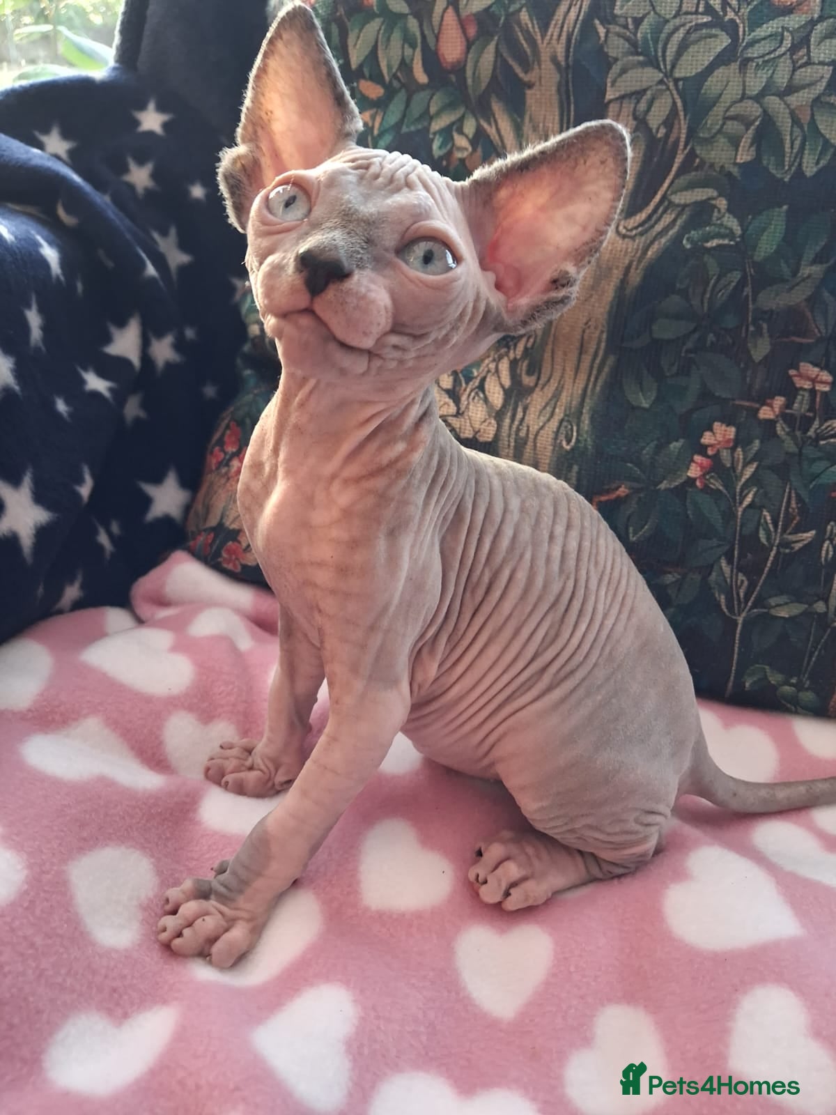 Sphynx cats Sphynx kittens - Advert 12