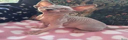Sphynx cats for sale: Sphynx kittens - Advert 3