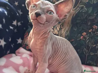 Sphynx cats Sphynx kittens - Advert 2