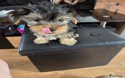 Yorkshire Terrier dogs for sale: Yorkshire terriers puppy's  - Image 3