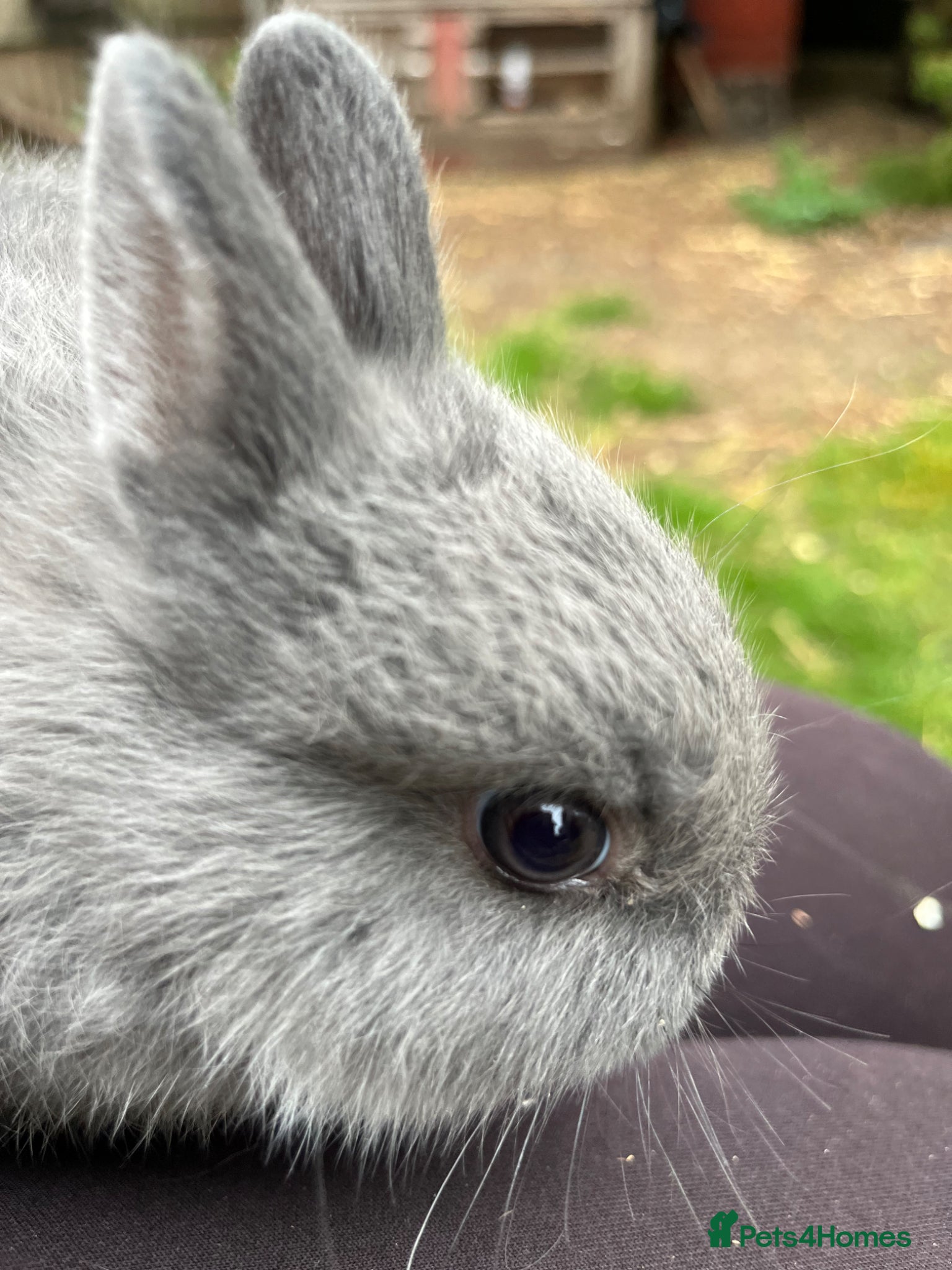 Netherland Dwarf rabbits for sale: Baby and young adult Netherland Dwarfs for sale  - Advert 1
