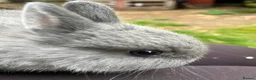 Netherland Dwarf rabbits for sale: Baby and young adult Netherland Dwarfs for sale  - Advert 1