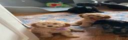 Cockapoo dogs for sale: 🐶READY TO LEAVE NOW 🐶 beautiful cockapoos  - Advert 3