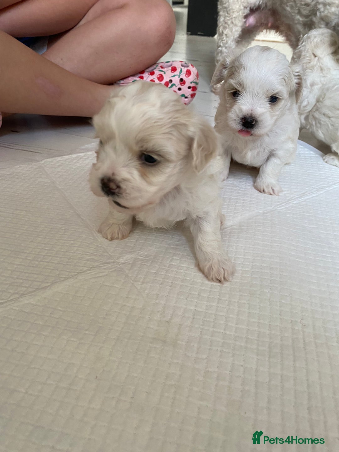 Zuchon dogs for sale: Zuchons pups ( Teddy bear pups) - Image 4