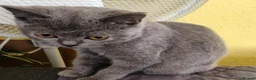 British Shorthair cats for sale: Beautiful Kittens for Sale 2 Girls & 2 Boys - Advert 3