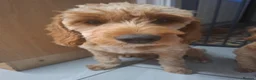 Cavapoo dogs for sale: Boy cavapoo  - Advert 6