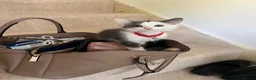 Ragdoll cats for sale: Beautiful Grey & White Ragdoll Kitten  - Advert 11