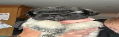 Pug 1