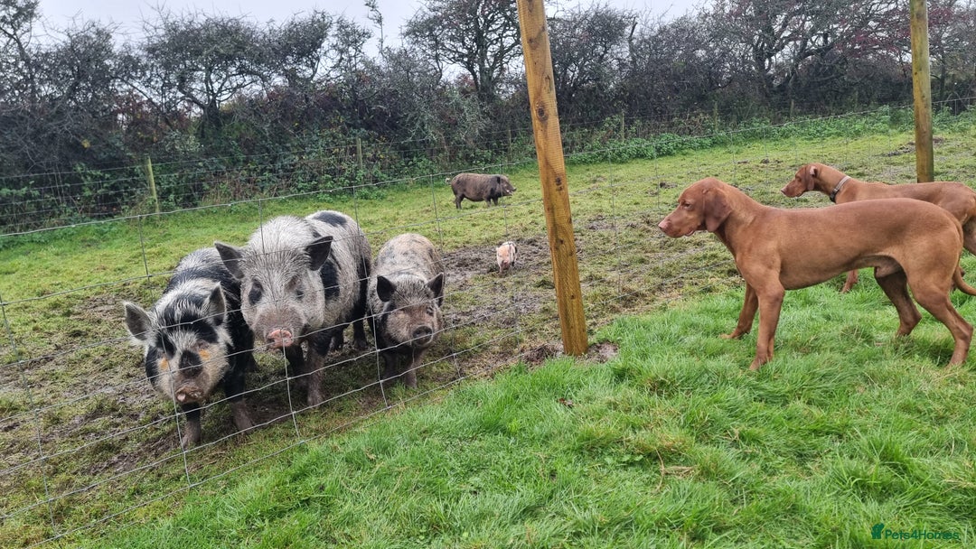 Pig livestock for sale: Minature Pigs (7/8 Juliana) - Advert 14