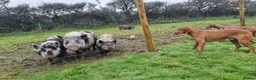 Pig livestock for sale: Minature Pigs (7/8 Juliana) - Advert 14