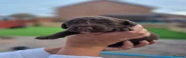Bonsai -