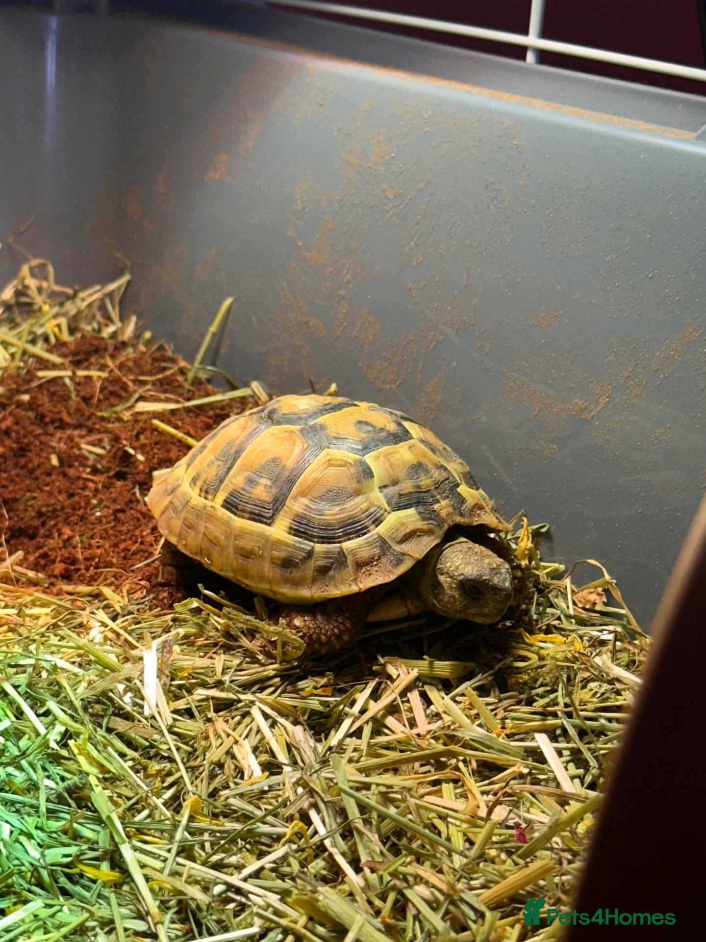 Hermann Tortoise reptiles Herman’s tortoise 4 years old - Advert 3